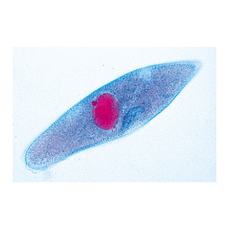 Protozoa - German, PK10